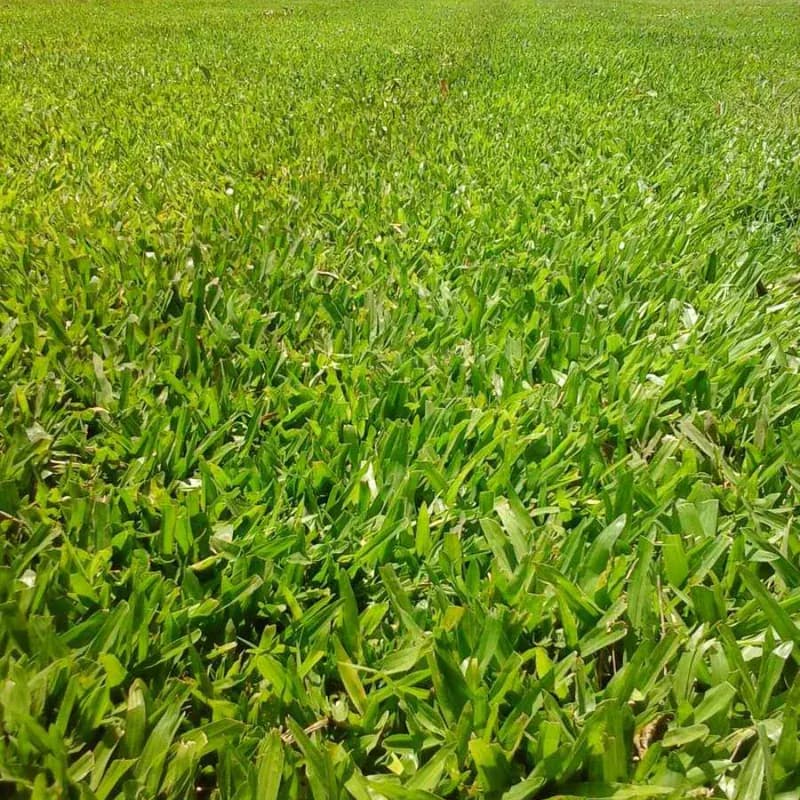 Césped Siempre Verde m²